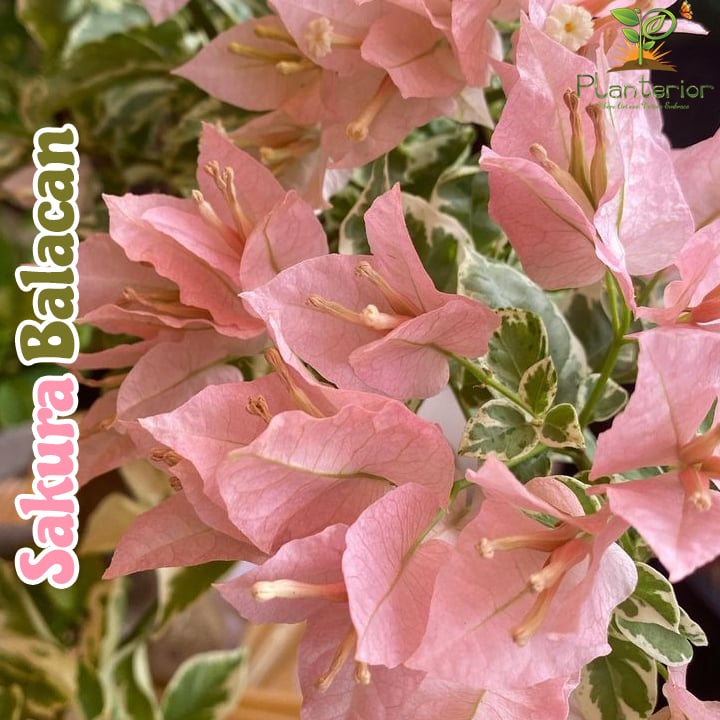 Sakura Balacan Baganbilash