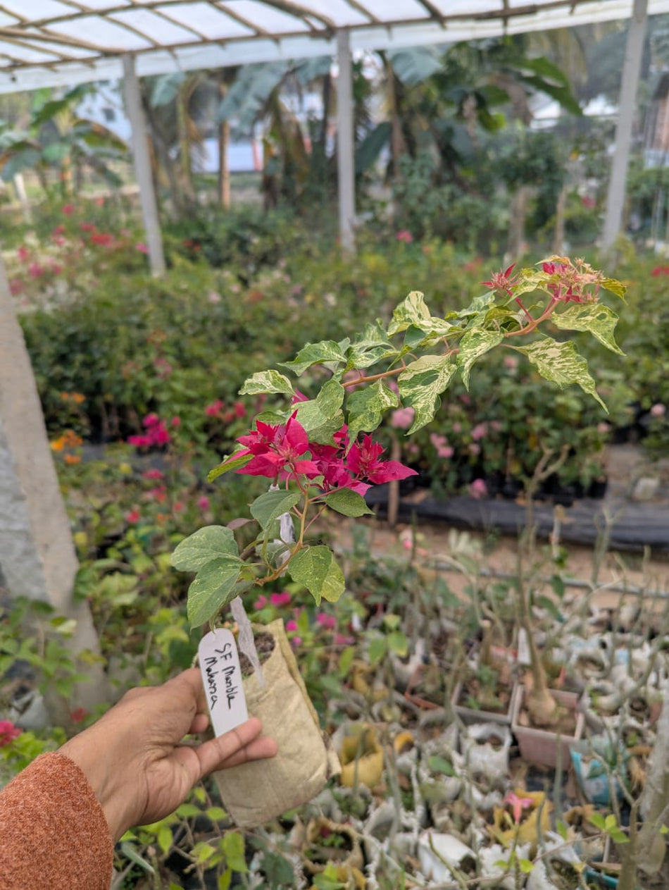 এস এফ মার্বেল মাহারা বাগানবিলাস | Sf Marble Mahara Red Baganbilash | Sf Marble Mahara Bougainvillea Grafted