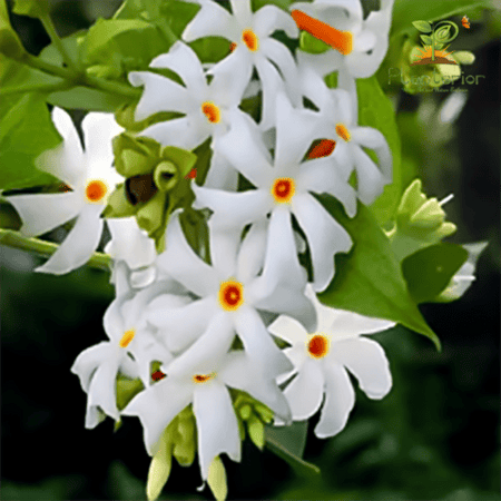 Shiuli Flower