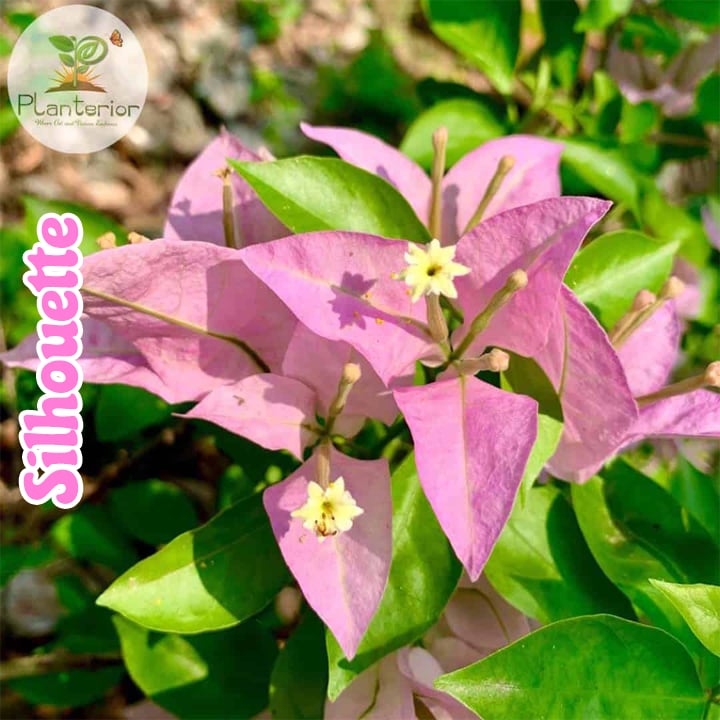 Silhouette Bougainvillea