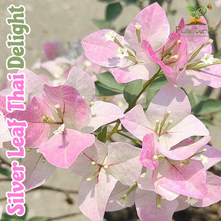 Silver Leaf Thai Delight Bougainvillea