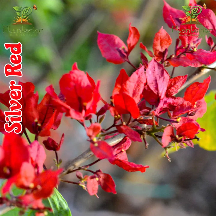 Silver Red Bougainvillea