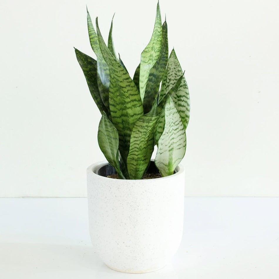 সবুজ স্নেক প্ল্যান্ট | Snake Plant Green | Green Sansevieria Trifasciata | Variegated Snake Plant | Indoor Plant | Full Indoor Plant