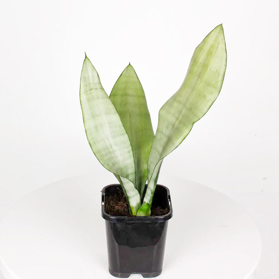 সাদা স্নেক প্ল্যান্ট | Snake Plant White | White Sansevieria Trifasciata | Variegated Snake Plant | Indoor Plant | Full Indoor Plant