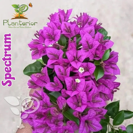 Spectrum Bougainvillea