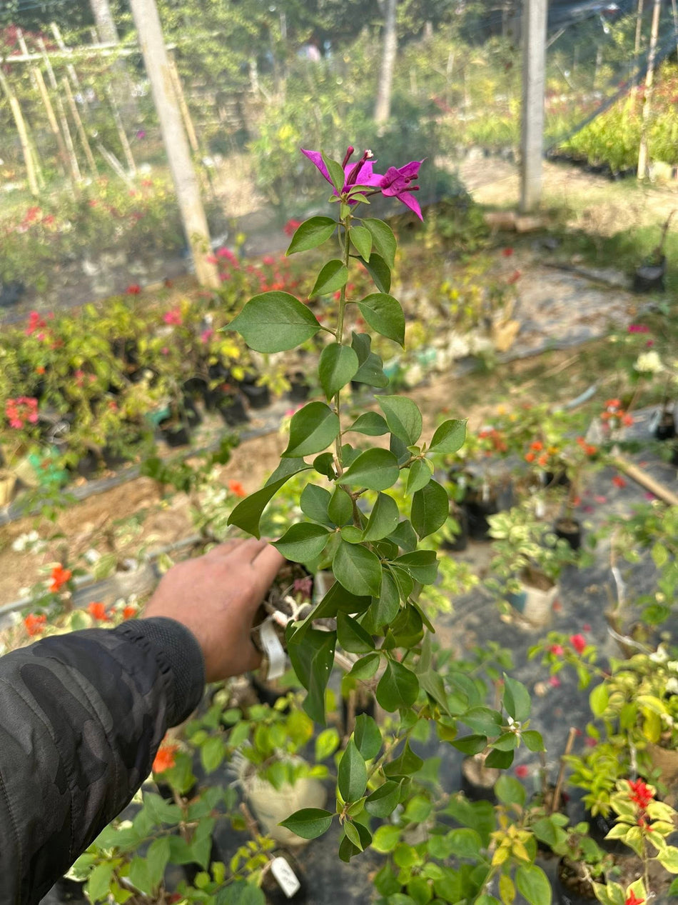 স্পেকট্রাম বাগানবিলাস | Spectrum Baganbilash | Spectrum Bougainvillea