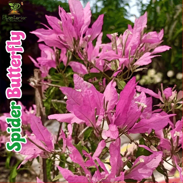Spider butterfly Bougainvillea