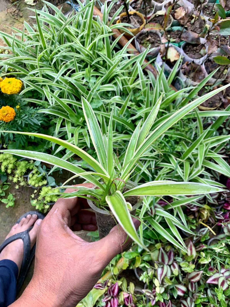 স্পাইডার প্লান্ট | স্পাইডার উদ্ভিদ | Spider Plant | Indoor Plant | Semi Indoor Plant | গৃহমধ্যস্থ উদ্ভিদ
