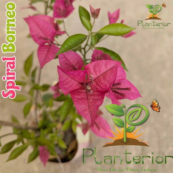 Spiral Borneo Bougainvillea