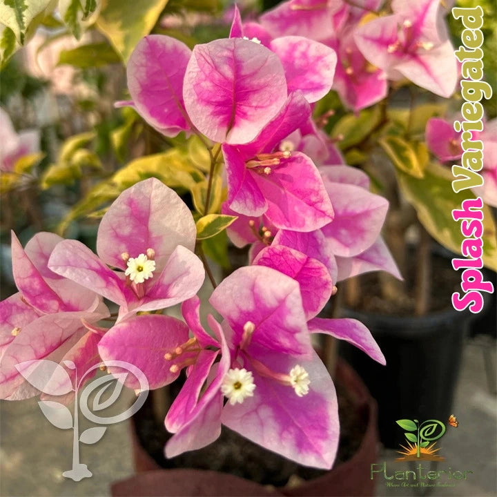 Splash Variegated Bougainvillea
