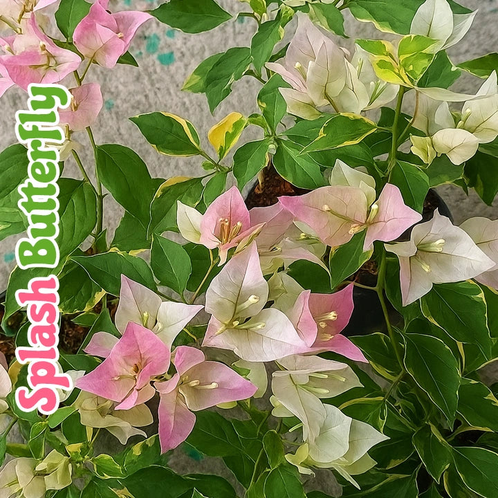 Splash Butterfly Bougainvillea