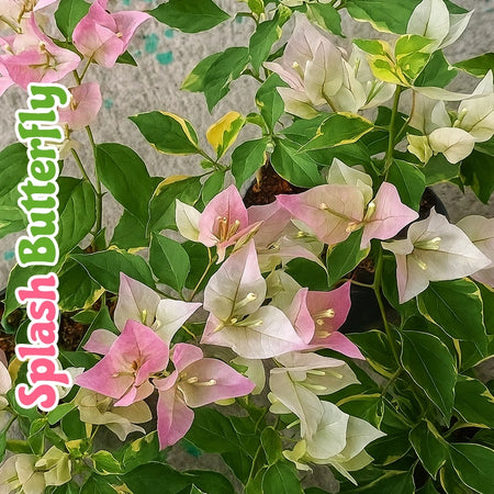 Splash Butterfly Bougainvillea