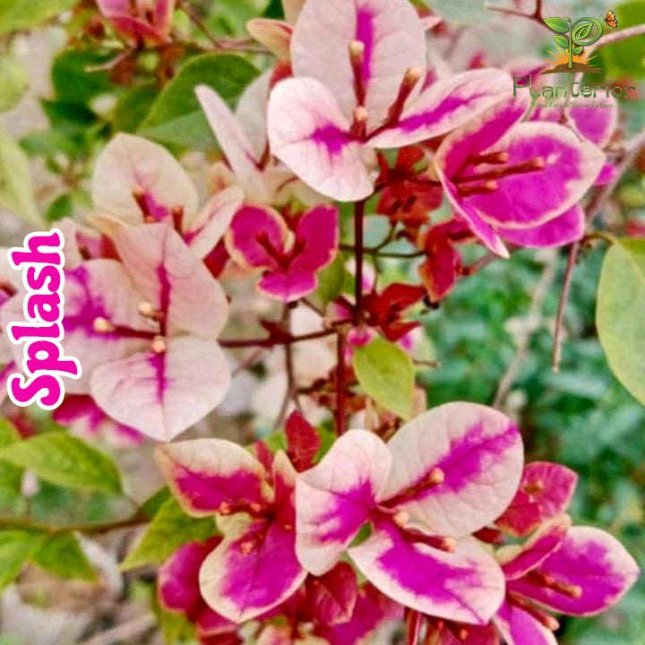 Splash Bougainvillea
