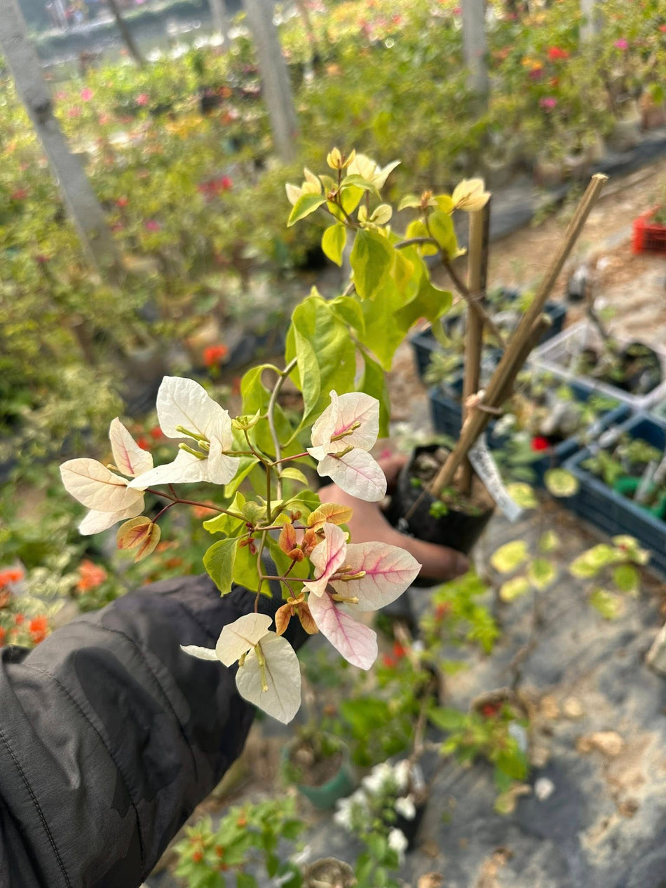 স্প্ল্যাশ ভ্যারিগ্রেটেড বাগানবিলাস | Splash Variegated Bougainvillea (Grafted)