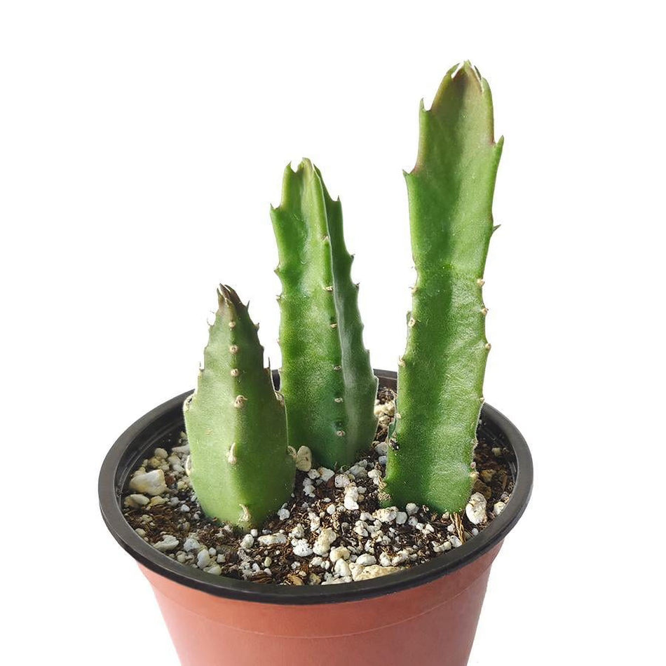 Stapelia Cactus Plant | স্টেপেলিয়া ক্যাকটাস