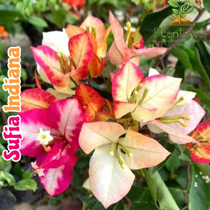 Sufia Indiana Bougainvillea