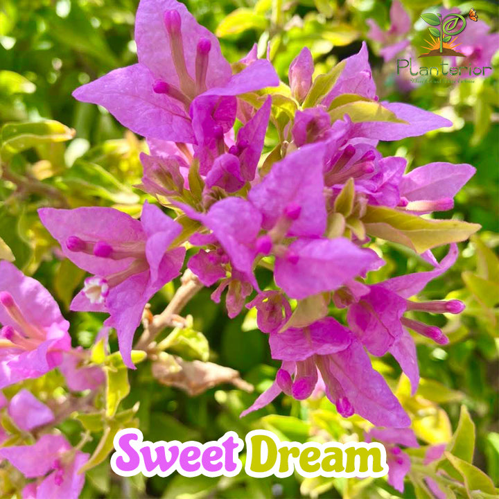 সুইট ড্রিম বাগানবিলাস | Sweet Dream Baganbilash | Sweet Dream Bougainvillea Grafted