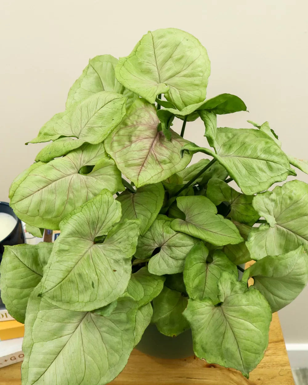 Bold Allusion Syngonium