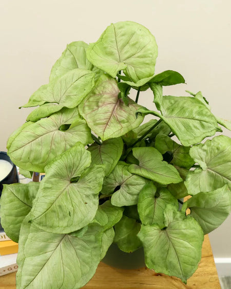 Bold Allusion Syngonium