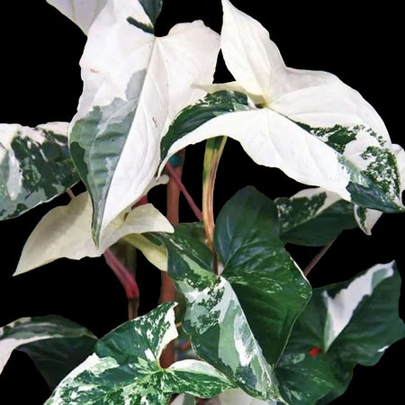 Albo Variegated Syngonium