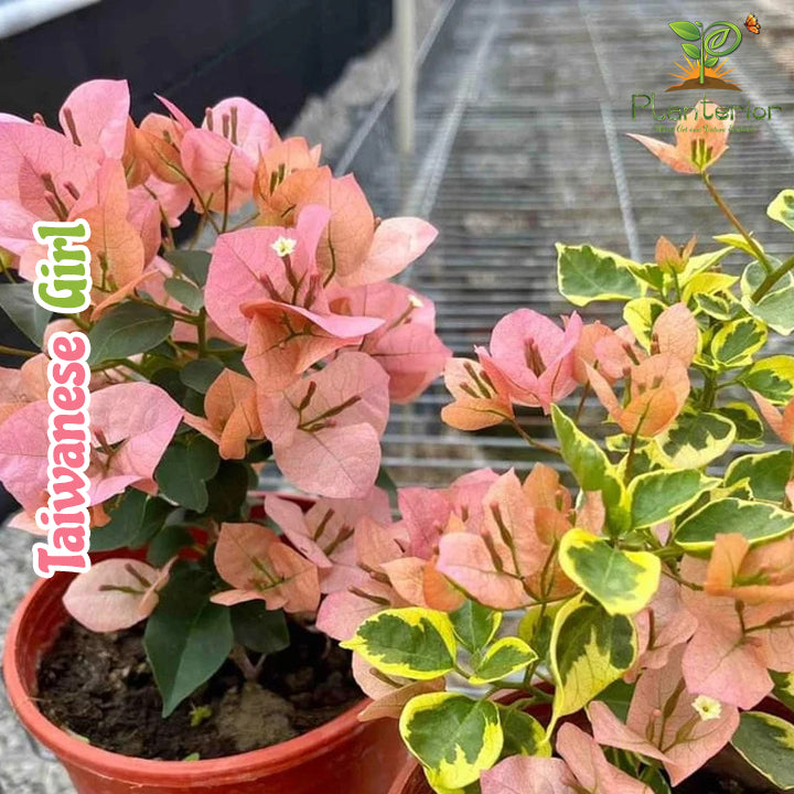 Taiwanese Girl Bougainvillea | তাইওয়ানিজ গার্ল বাগানবিলাস | Pink Bougainvillea Plant