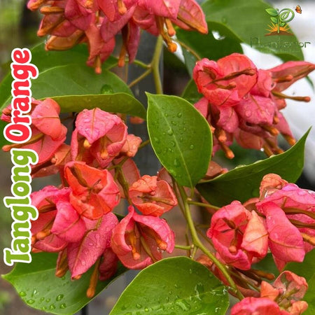 Tanglong Orange Bougainvillea