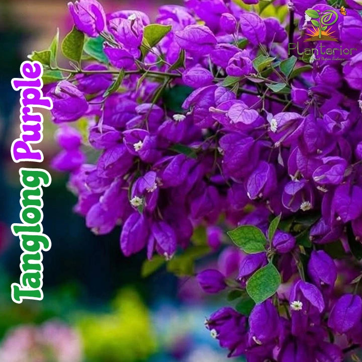 Tanglong Purple