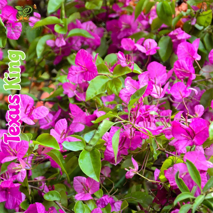 Texus King Baganbilash