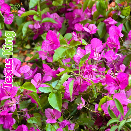 Texus King Baganbilash