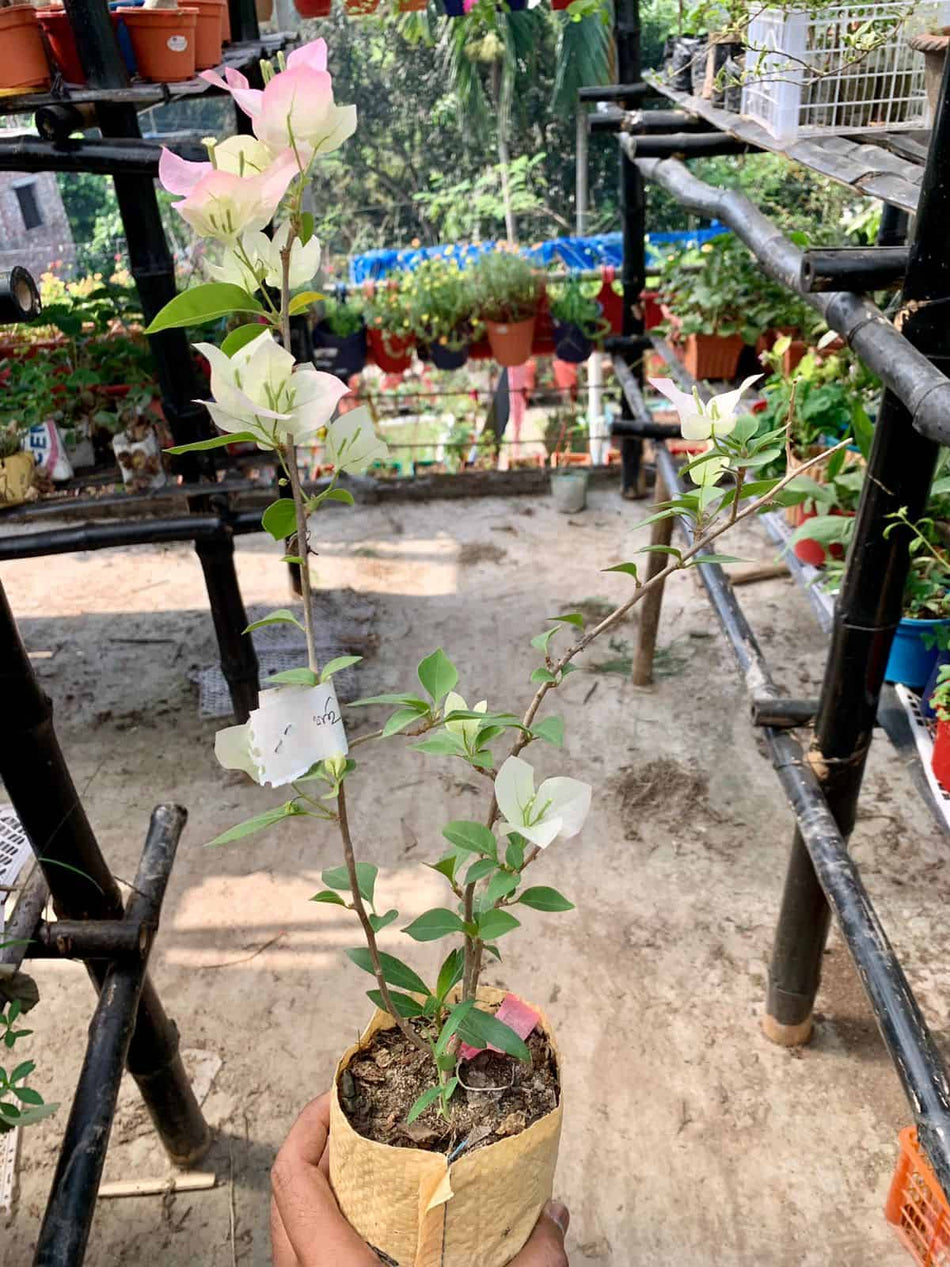 Thai Delight Bougainvillea | Imperial Thai Delight Bougainvillea | থাই ডিলাইট বাগানবিলাশ