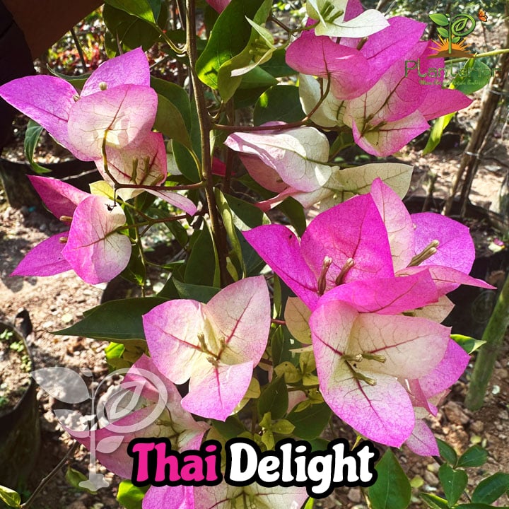 Thai Delight Bougainvillea