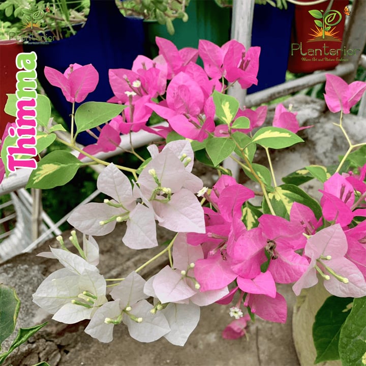 Thimma Bougainvillea