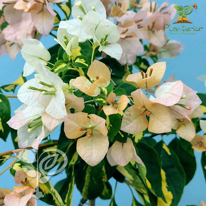 থিমা ইয়েলো বাগানবিলাস | Thimma Yellow Baganbilash | Thimma Yellow Bougainvillea Grafted