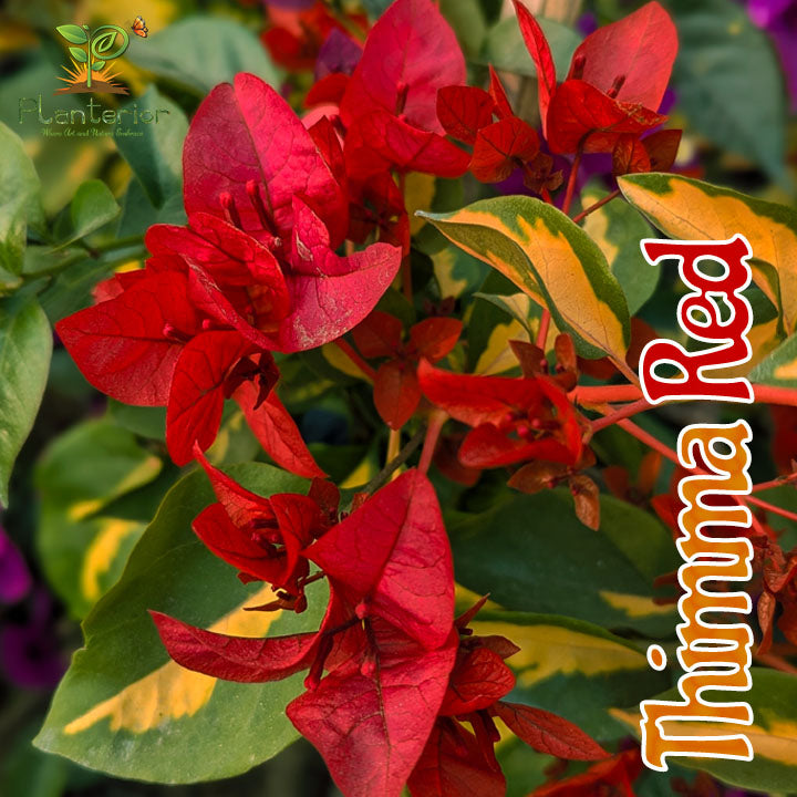 থিমা রেড বাগানবিলাস | Thimma Red Baganbilash | Thimma Red Bougainvillea Grafted