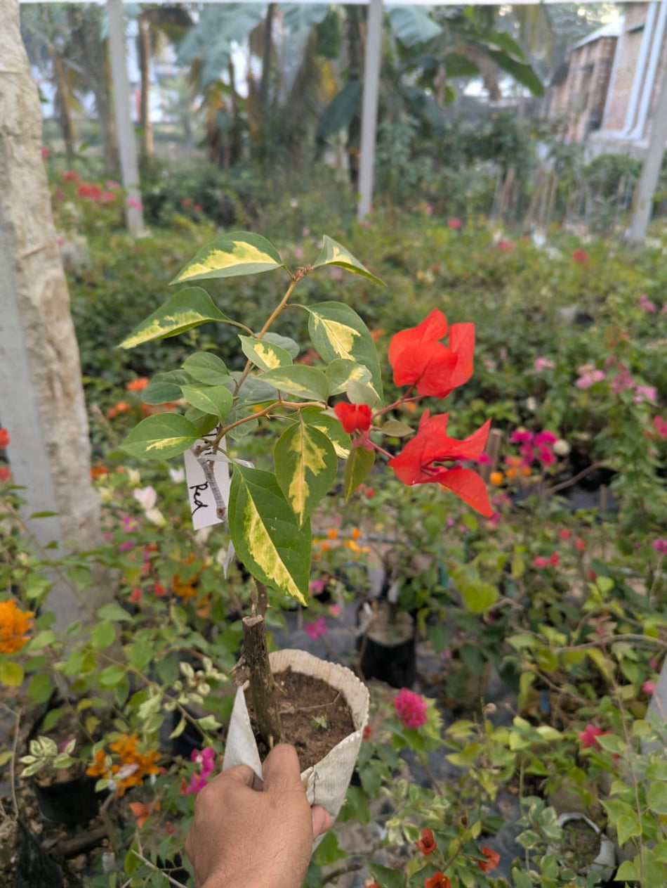 থিমা রেড বাগানবিলাস | Thimma Red Baganbilash | Thimma Red Bougainvillea Grafted