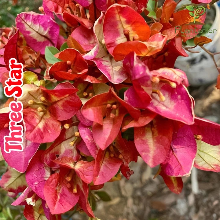 Three Star Bougainvillea