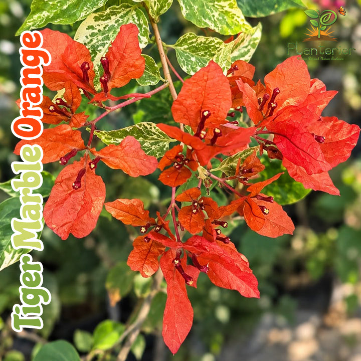 Tiger Marble Orange Bougainvillea | টাইগার মার্বেল অরেঞ্জ বাগানবিলাস | Komla Baganbilash