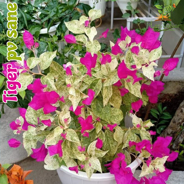 টাইগার পিভি সেন বাগানবিলাস | Tiger PV Sane Baganbilash | Tiger PV Sane Bougainvillea Grafted