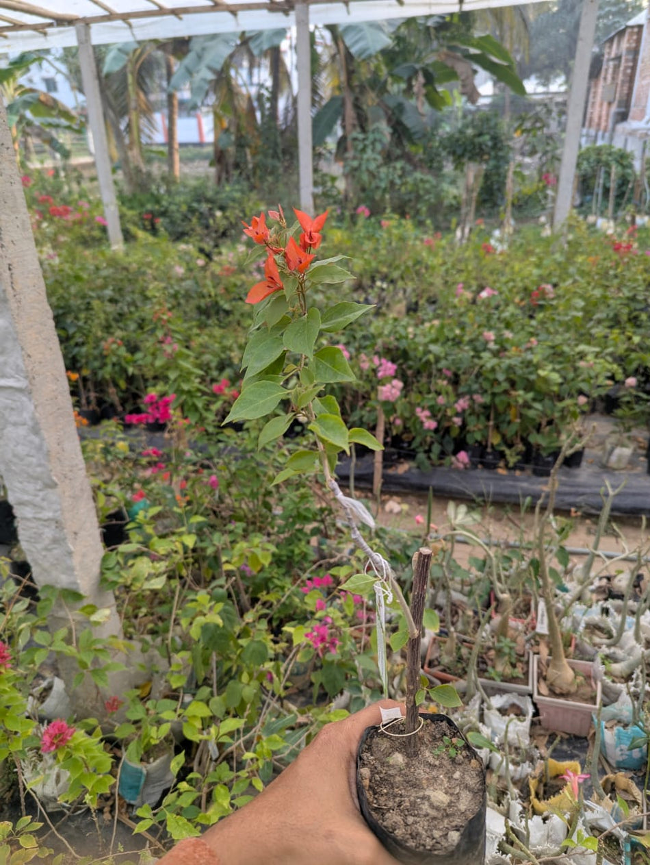 টমেটো রেড বাগানবিলাস | Tomato red Bougainvillea | Tomato red Baganbilash Grafted
