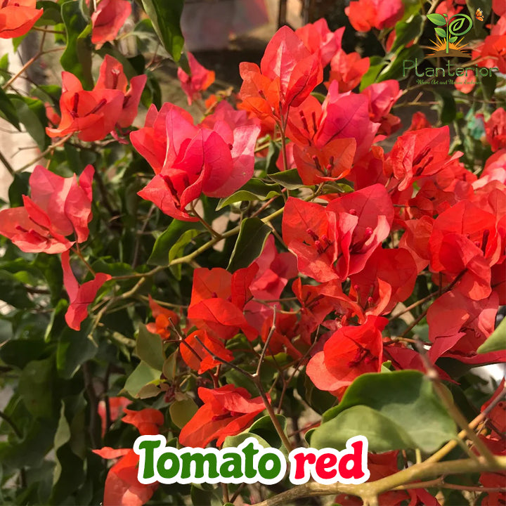 টমেটো রেড বাগানবিলাস | Tomato red Bougainvillea | Tomato red Baganbilash Grafted