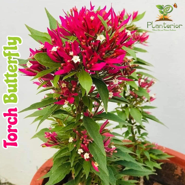 Torch Butterfly Bougainvillea