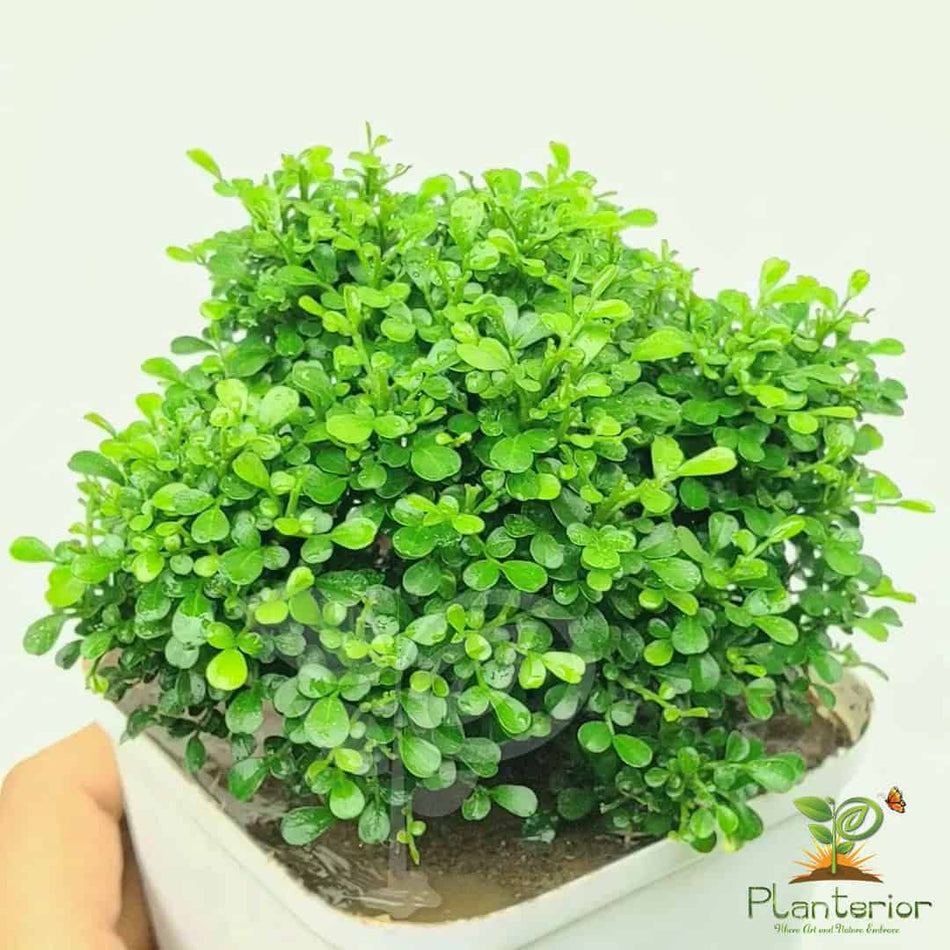 টেবিল কামিনী | Table Kamini | বল কামিনী | Ball Kamini | Murraya Paniculata | Orange Jesmine