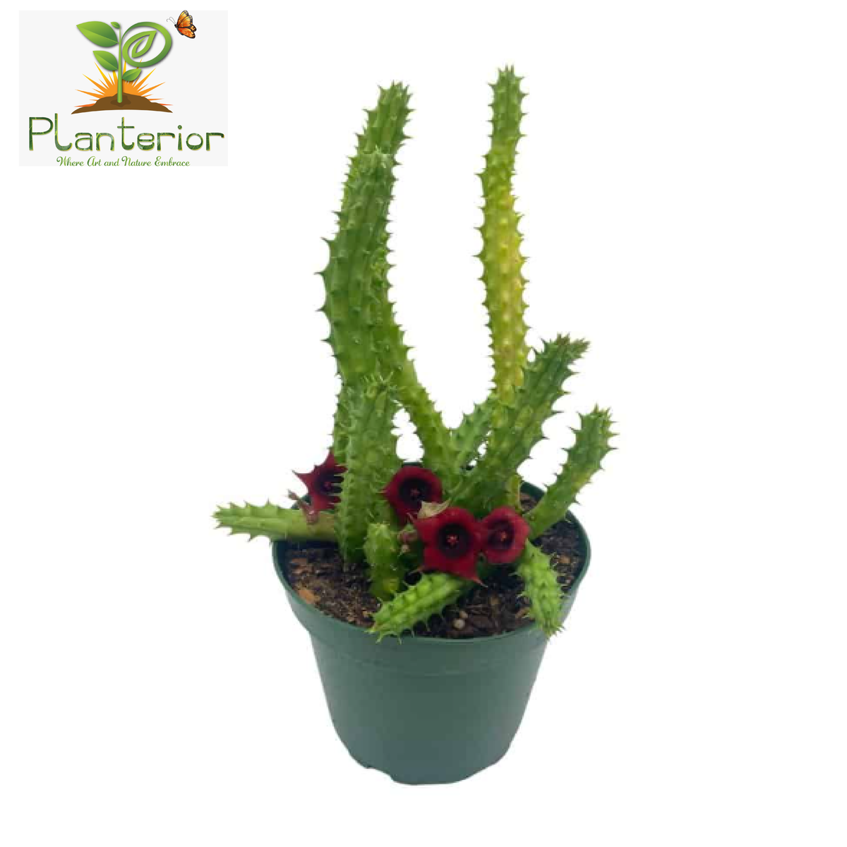 Stapelia Cactus