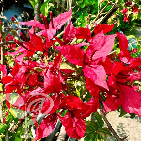 VF Ruby Bougainvillea