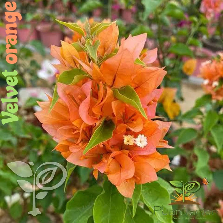 Velvet Orange Bougainvillea