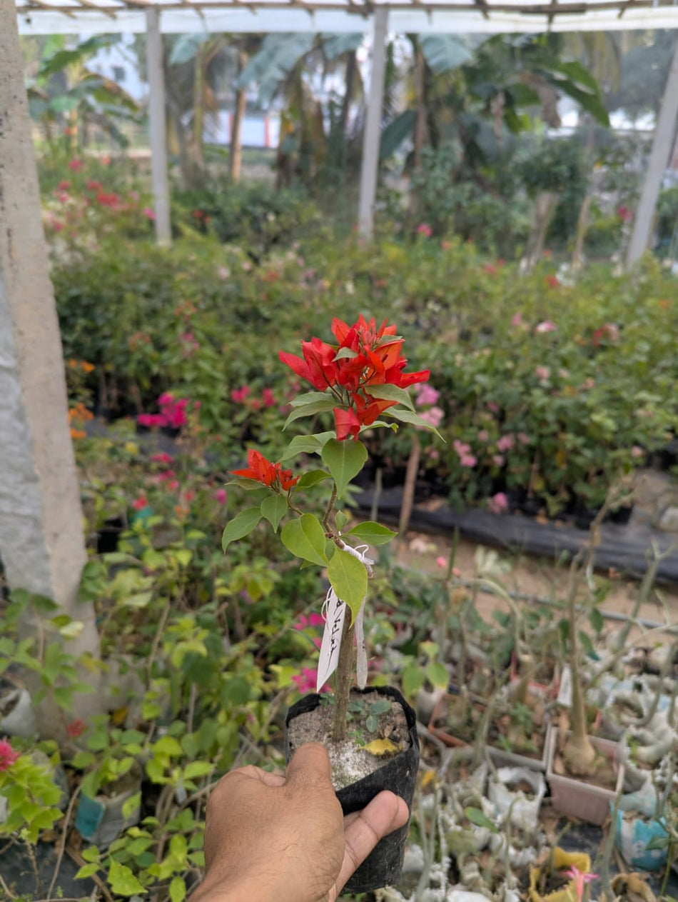 ভেলভেট রেড বাগানবিলাস | Velvet Red Bougainvillea | Velvet Red Baganbilash Grafted