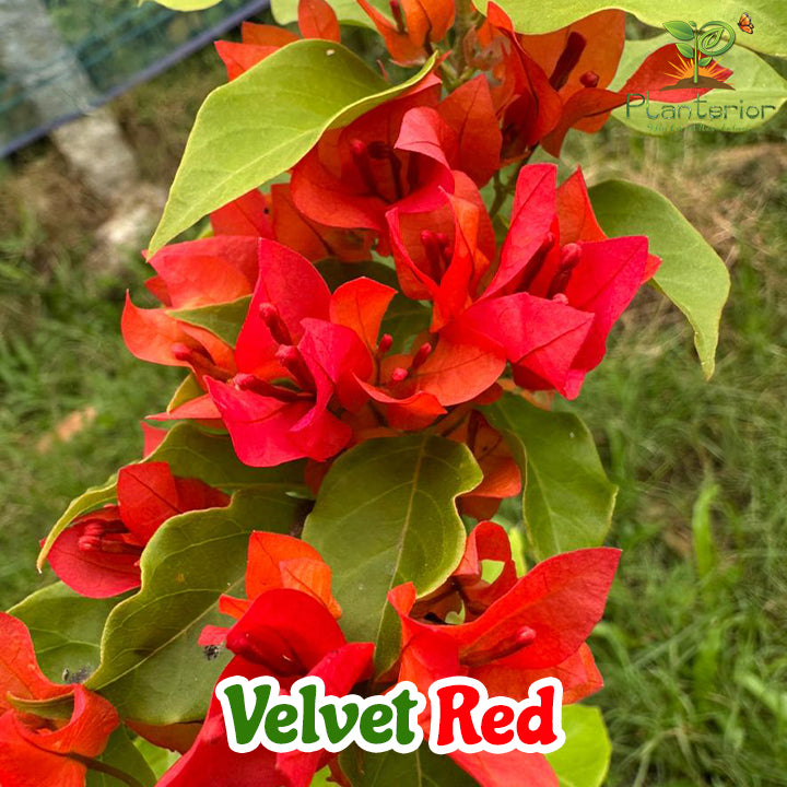 ভেলভেট রেড বাগানবিলাস | Velvet Red Bougainvillea | Velvet Red Baganbilash Grafted
