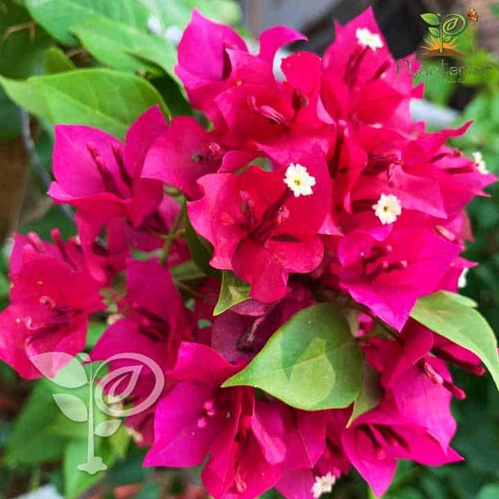 ভেরা পারপেল বাগানবিলাশ | Vera Purple Baganbilash | Vera Purple Bougainvillea