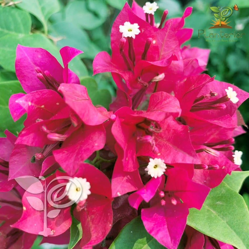 Vera Purple Baganbilash