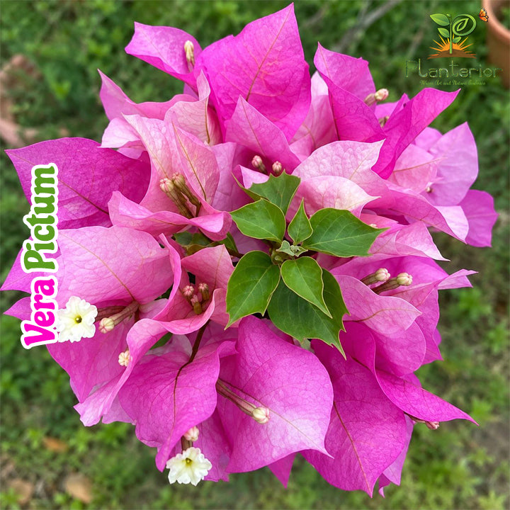 ভেরা পিকটাম বাগানবিলাস | Vera Pictum Bougainvillea | Pink Shade Baganbilash